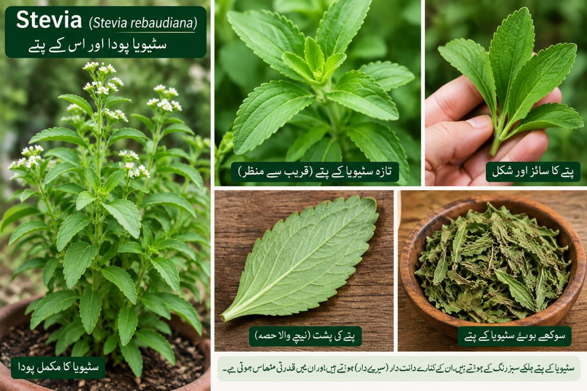Stevia